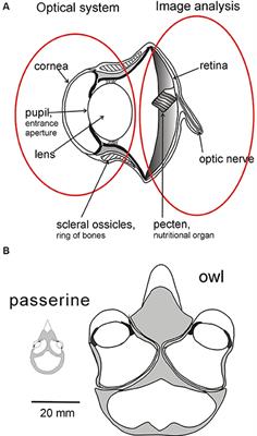 What Drives Bird Vision? Bill Control and Predator Detection Overshadow Flight